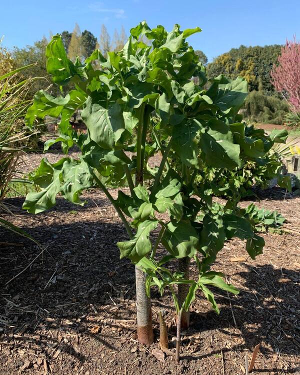 Image of Dracunculus vulgaris taken at Juniper Level Botanic Gdn, NC by Lidia Churakova