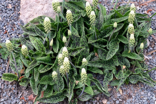 Image of Drimiopsis maculata 'Slow Fade' taken at Juniper Level Botanic Gdn, NC by JLBG