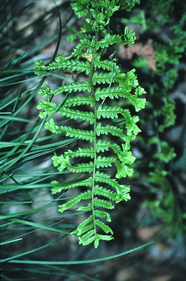 Image of Dryopteris affinis 'The King' taken at Juniper Level Botanic Gdn, NC by JLBG