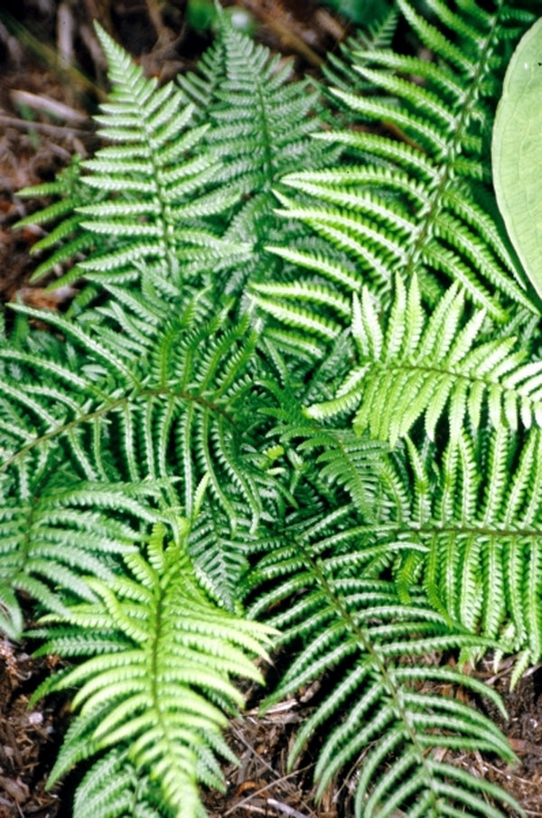 Dryopteris affinis