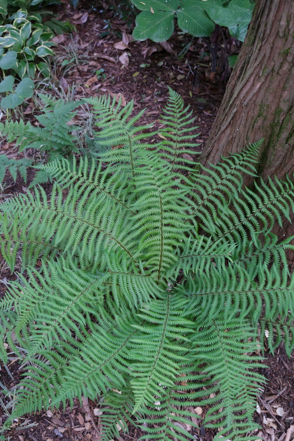 Image of Dryopteris affinis ssp. affinis taken at Juniper Level Botanic Gdn, NC by JLBG