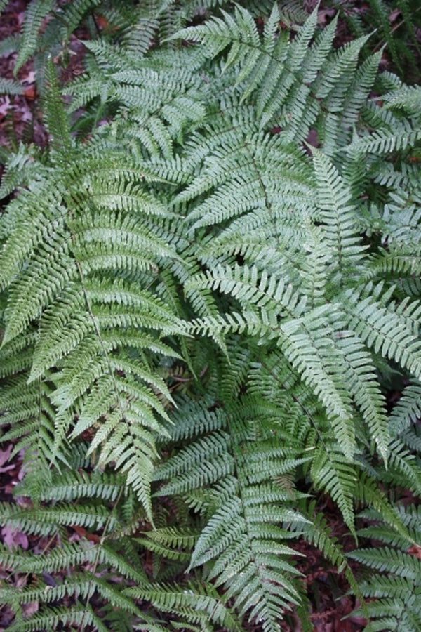 Image of Dryopteris bissetiana taken at Juniper Level Botanic Gdn, NC by JLBG