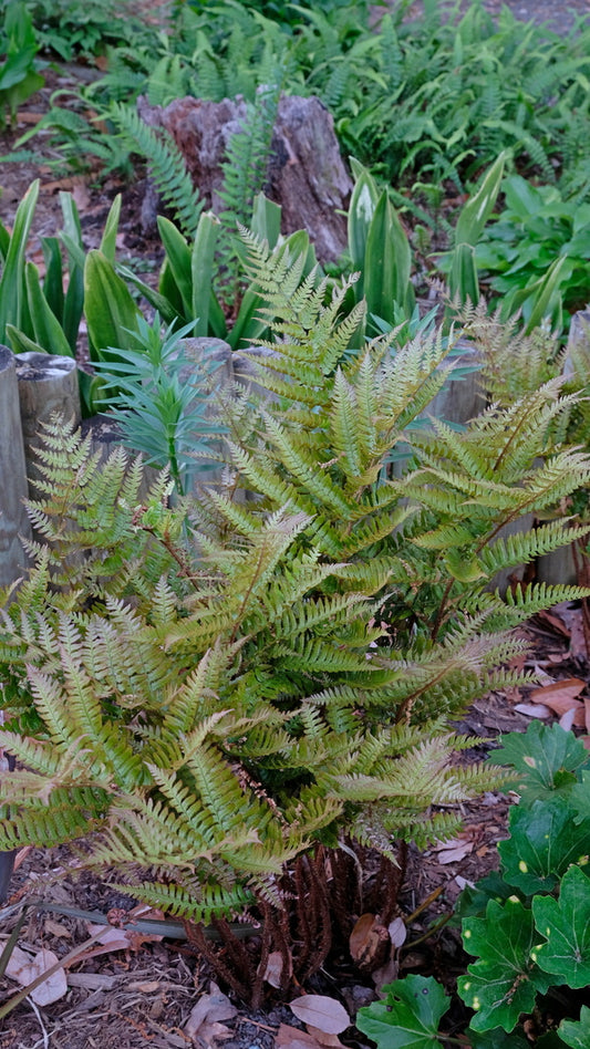 Image of Dryopteris bissetiana taken at Juniper Level Botanic Gdn, NC by JLBG