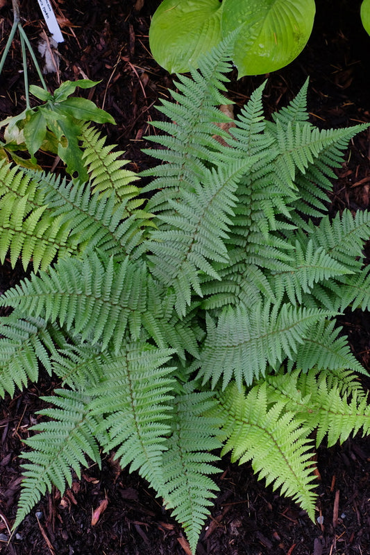 Image of Dryopteris cambrensis taken at Juniper Level Botanic Gdn, NC by JLBG