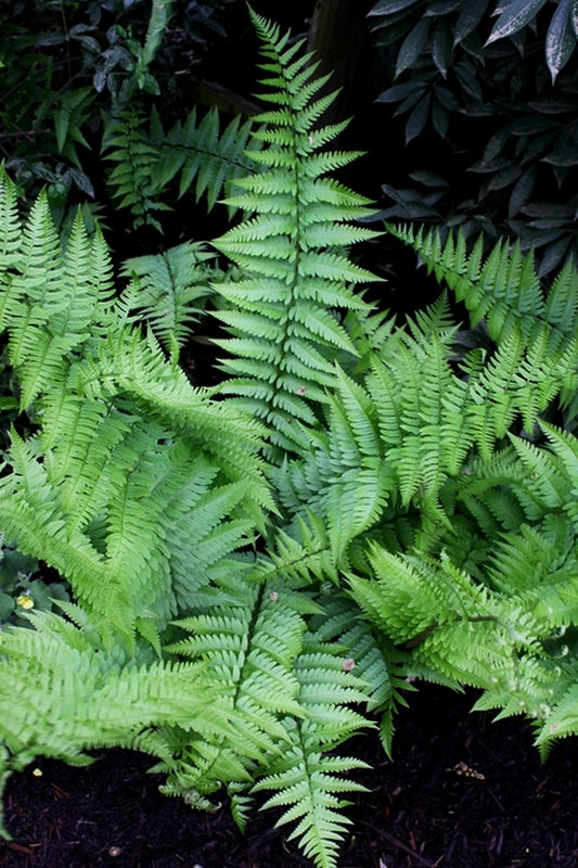Image of Dryopteris x celsa taken at Juniper Level Botanic Gdn, NC by JLBG