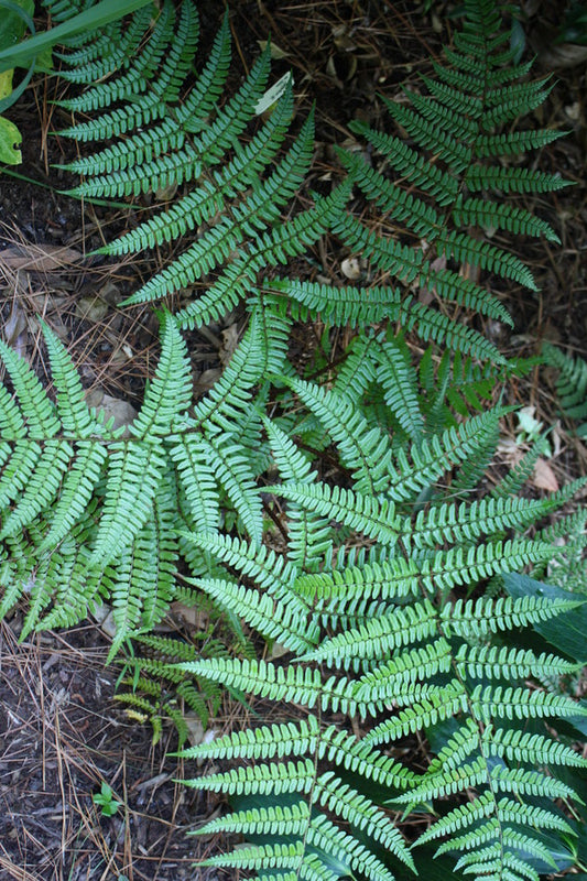 Image of Dryopteris championii taken at Juniper Level Botanic Gdn, NC by JLBG