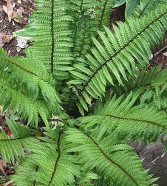 Image of Dryopteris commixta taken at Juniper Level Botanic Gdn, NC by JLBG