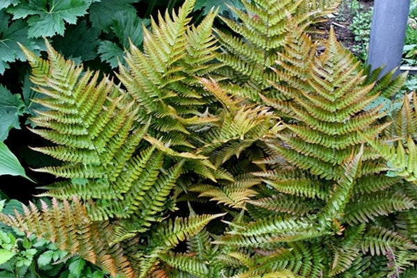 Image of Dryopteris erythrosora 'Brilliance' taken at Walters Gardens, MI by T. Avent