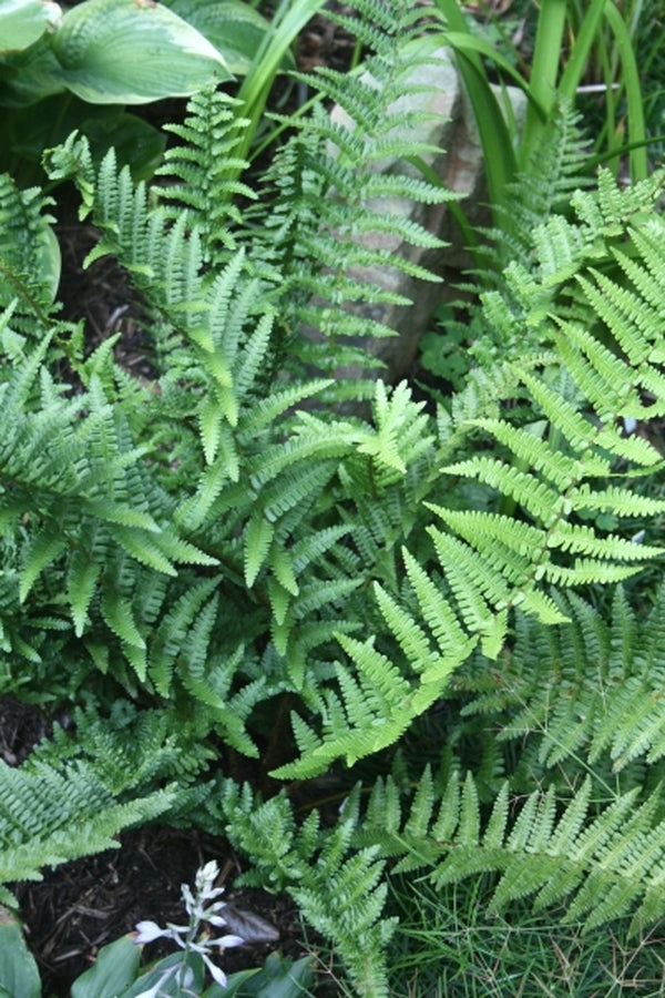 Image of Dryopteris filix-mas 'Barnesii' taken at Juniper Level Botanic Gdn, NC by JLBG