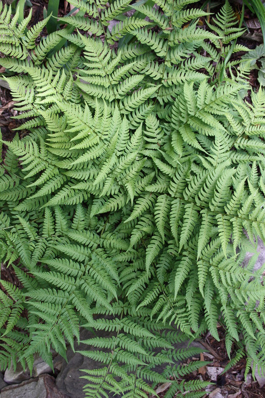 Image of Dryopteris lacera 'Korean Lace' taken at Juniper Level Botanic Gdn, NC by JLBG