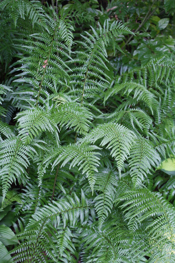 Image of Dryopteris ludoviciana taken at Juniper Level Botanic Gdn, NC by JLBG
