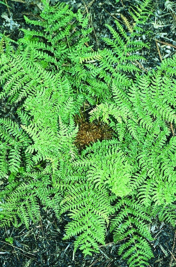 Image of Dryopteris marginalis taken at Juniper Level Botanic Gdn, NC by JLBG