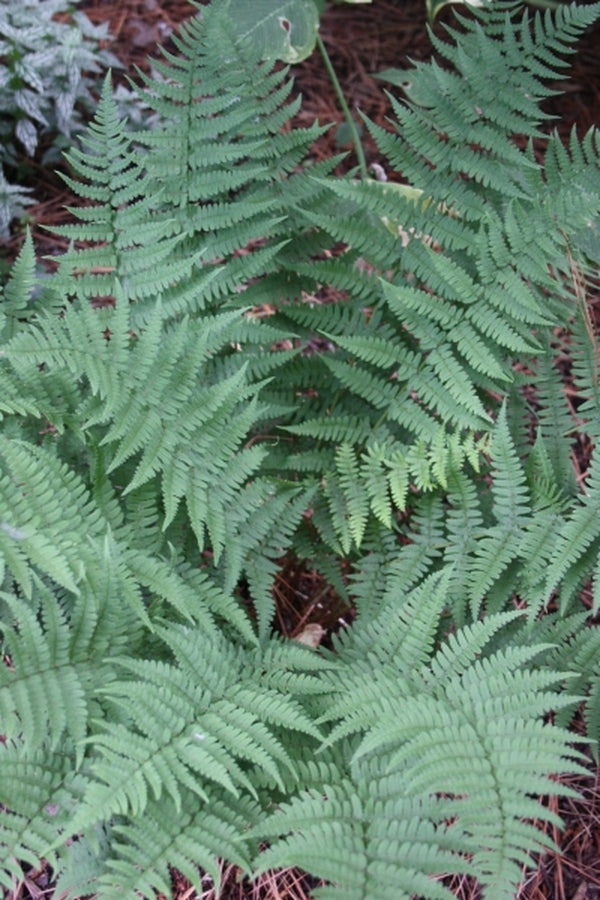 Image of Dryopteris marginalis taken at Juniper Level Botanic Gdn, NC by JLBG