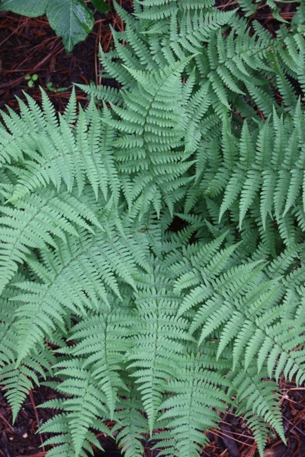 Image of Dryopteris marginalis taken at Juniper Level Botanic Gdn, NC by JLBG