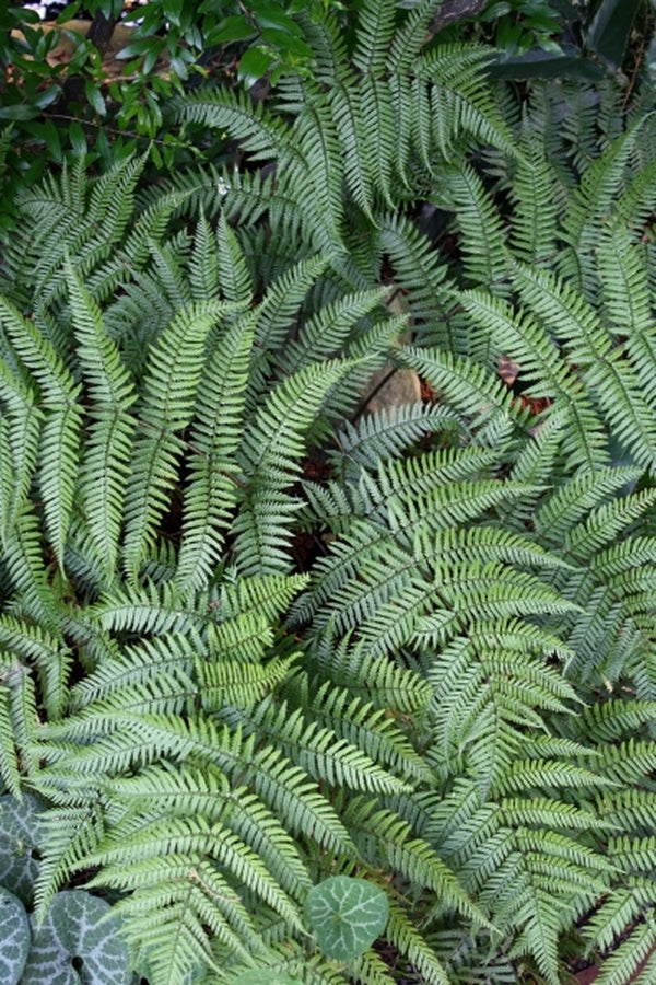 Image of Dryopteris nipponensis taken at Juniper Level Botanic Gdn, NC by JLBG