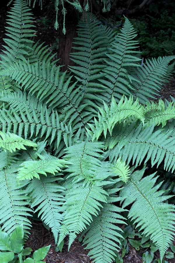 Image of Dryopteris pseudofilix-mas taken at Juniper Level Botanic Gdn, NC by JLBG