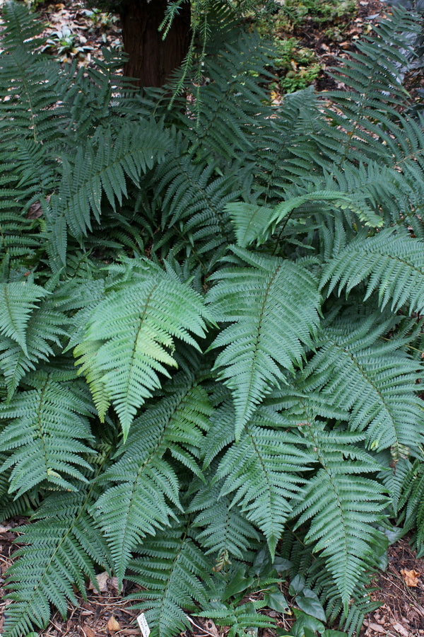 Image of Dryopteris pseudofilix-mas taken at Juniper Level Botanic Gdn, NC