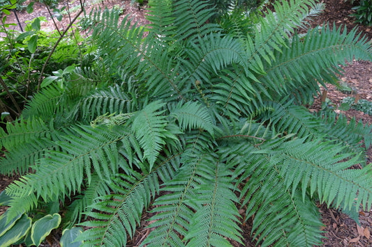 Image of Dryopteris pseudofilix-mas taken at Juniper Level Botanic Gdn, NC by JLBG