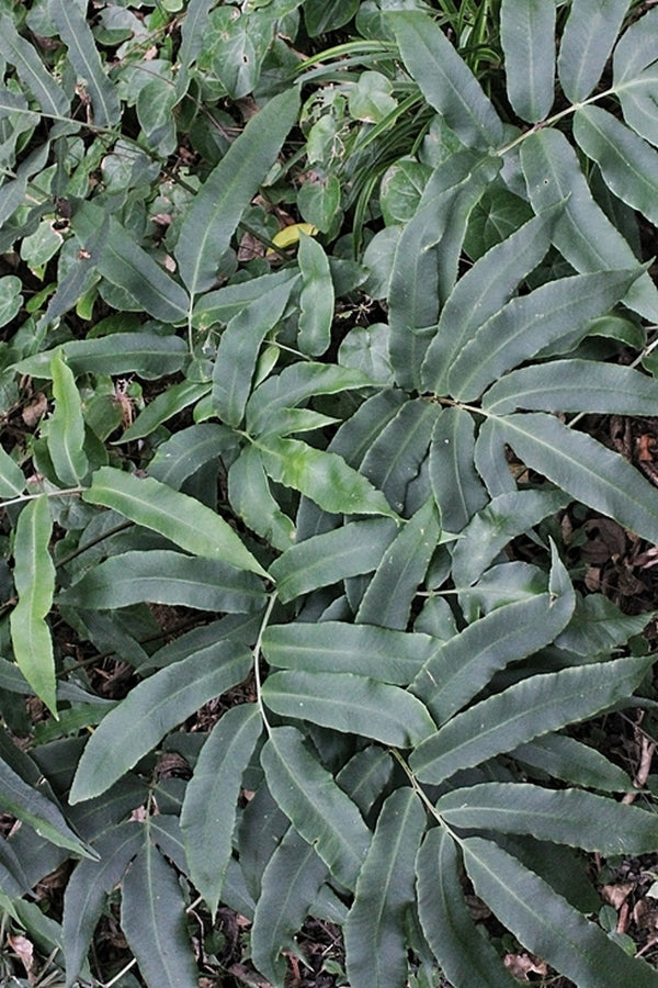 Image of Dryopteris sieboldii taken at Juniper Level Botanic Gdn, NC by JLBG