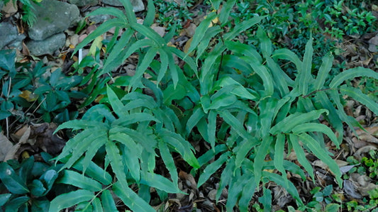 Image of Dryopteris sieboldii taken at Juniper Level Botanic Gdn, NC by JLBG