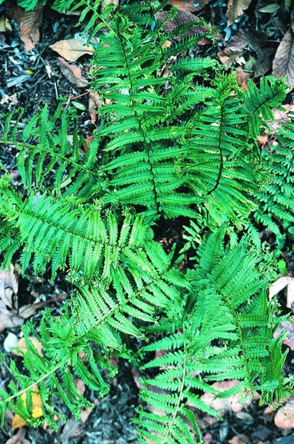 Image of Dryopteris uniformis 'Cristata' taken at Juniper Level Botanic Gdn, NC by JLBG