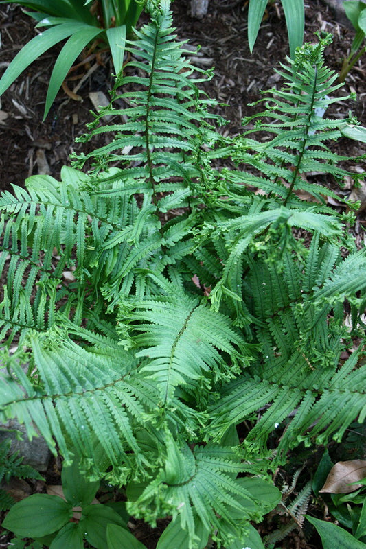 Image of Dryopteris uniformis 'Cristata' taken at Juniper Level Botanic Gdn, NC by JLBG