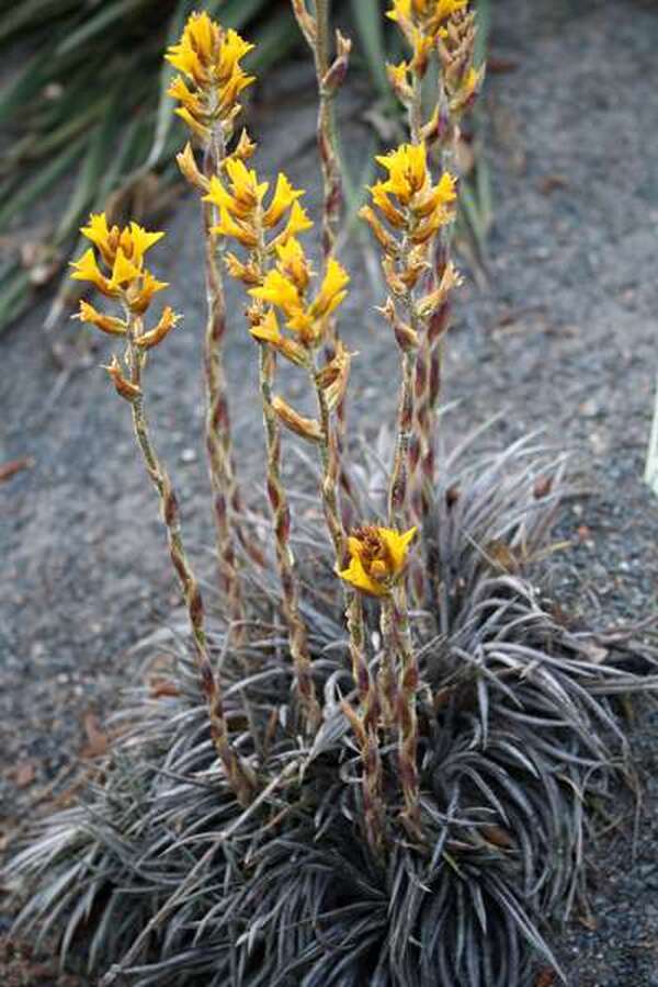 Image of Dyckia choristaminea 'Frazzle Dazzle'