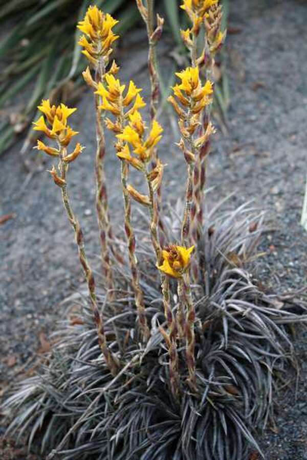 Dyckia