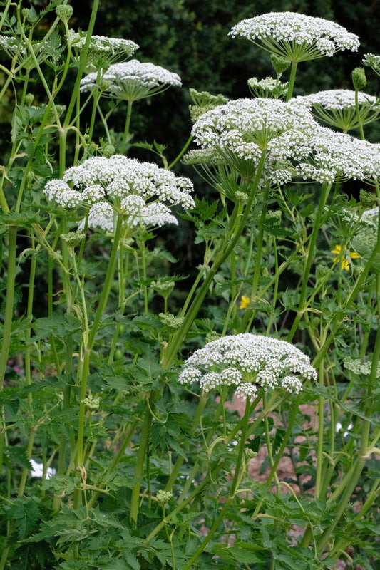 Image of Dystaenia takesimana taken at Juniper Level Botanic Gdn, NC by JLBG