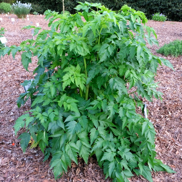 Image of Dystaenia takesimana taken at Juniper Level Botanic Gdn, NC by JLBG