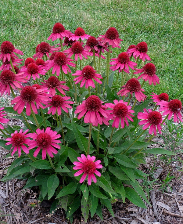 Image of Echinacea 'Delicious Candy' taken at Juniper Level Botanic Gdn, NC by JLBG