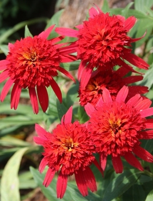 Image of Echinacea 'Hot Papaya' PP 21,022 taken at Juniper Level Botanic Gdn, NC by JLBG