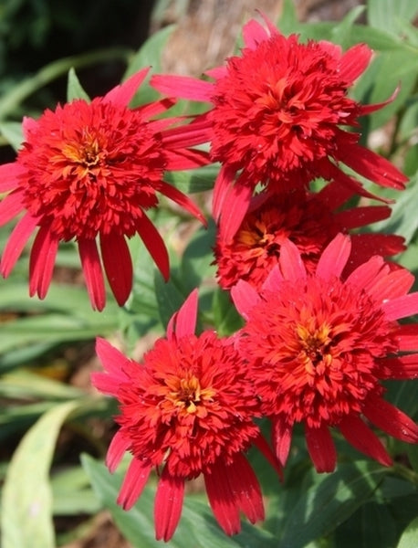 hot papaya echinacea seeds Echinacea Hot Papaya PP 21022