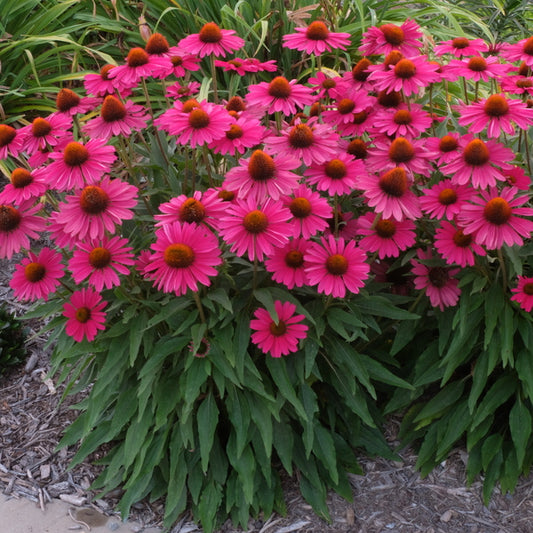 Image of Echinacea 'Kismet Raspberry' PP 28,768 taken at Juniper Level Botanic Gdn, NC by JLBG
