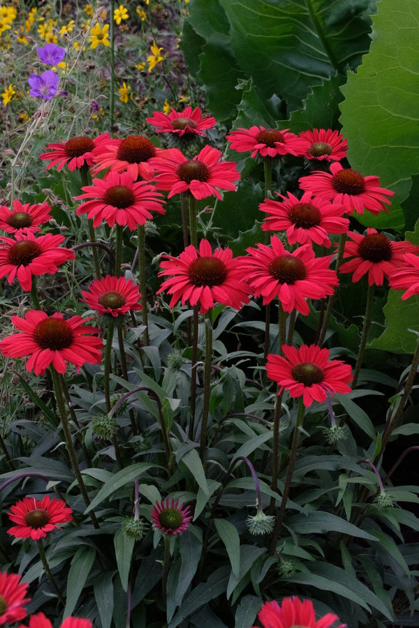 Image of Echinacea 'Kismet Red' PP 29,743 taken at Juniper Level Botanic Gdn, NC by JLBG