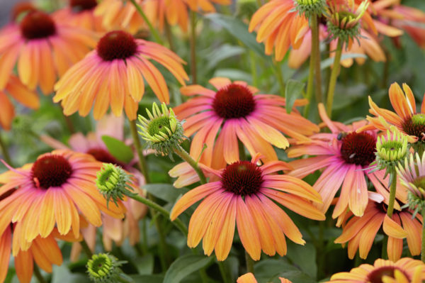 Image of Echinacea 'Rainbow Marcella' PP 28,573 by AB Cultivars