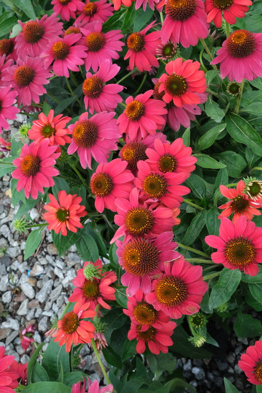 Image of Echinacea 'Sombrero Tres Amigos' PP 30,750 taken at The Perennial Farm  by JLBG