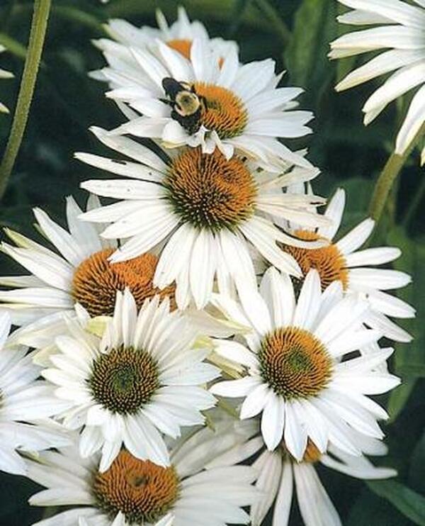Image of Echinacea purpurea 'Fragrant Angel'  taken at Juniper Level Botanic Gdn, NC by JLBG