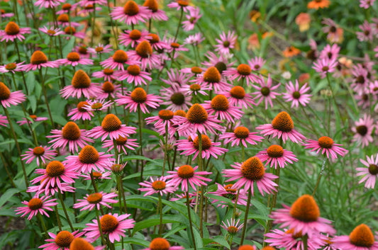 Image of Echinacea purpurea 'Pica Bella' taken at Mt. Cuba Center, DE by J. Cole