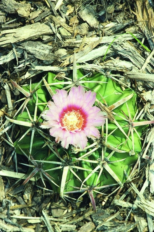 Image of Echinocactus texensis taken at Juniper Level Botanic Gdn, NC by JLBG