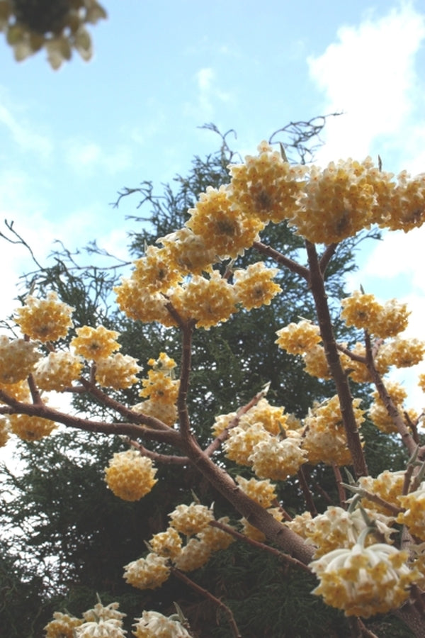 Image of Edgeworthia chrysantha 'Snow Cream' taken at Juniper Level Botanic Gdn, NC by JLBG