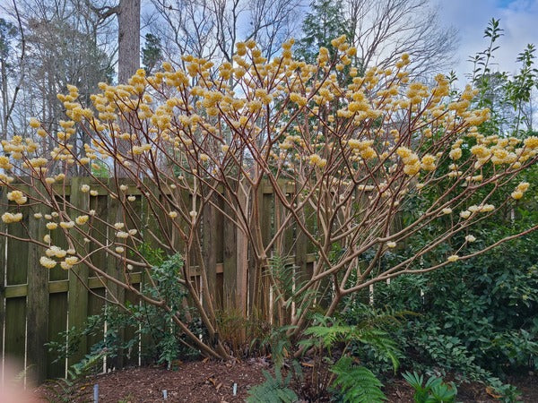 Image of Edgeworthia chrysantha 'Snow Cream' taken at Juniper Level Botanic Gdn, NC by JLBG