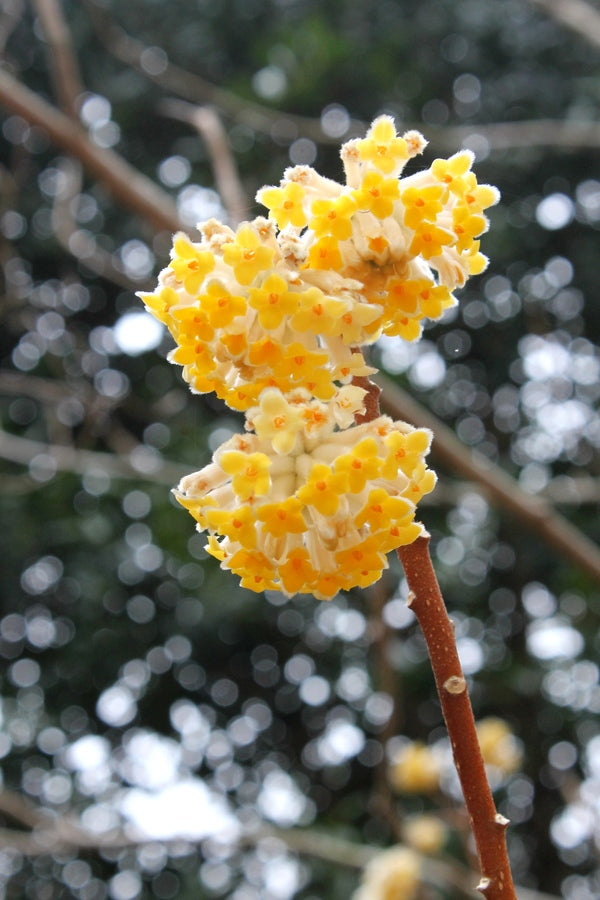 Image of Edgeworthia chrysantha 'Snow Cream' taken at Juniper Level Botanic Gdn, NC by JLBG
