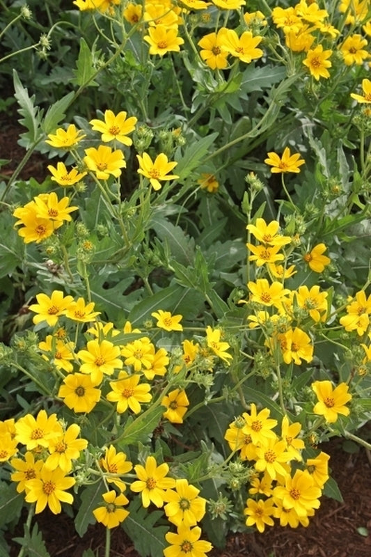 Image of Engelmannia peristenia 'Bergheim' taken at Juniper Level Botanic Gdn, NC by JLBG