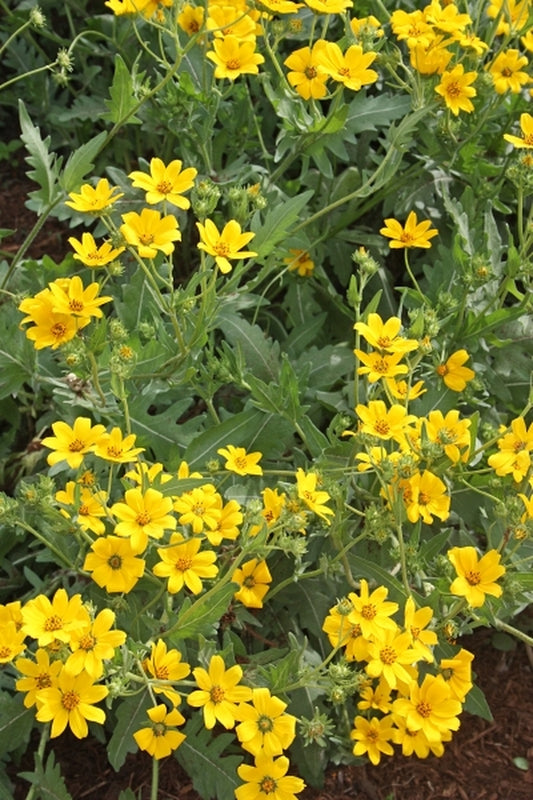 Image of Engelmannia peristenia 'Bergheim' taken at Juniper Level Botanic Gdn, NC by JLBG
