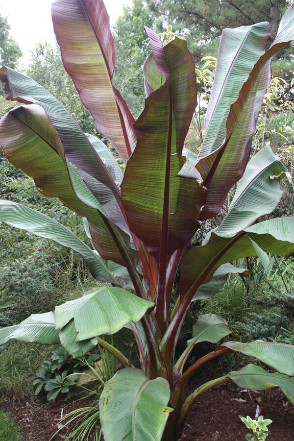 Image of Ensete maurelii taken at Juniper Level Botanic Gdn, NC by JLBG
