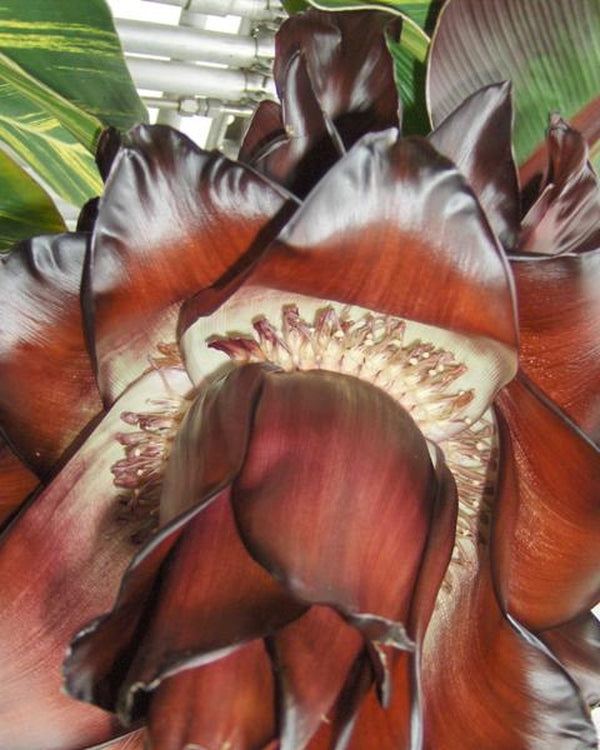 Image of Ensete maurelii taken at Biltmore House, NC by D. Ball