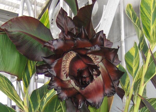 red pot abyssinian banana plant Ensete maurelii