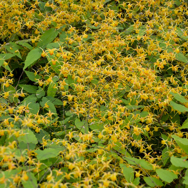 Image of Epimedium 'Amber Queen'  taken at Walters Gardens, MI by Walters Gardens, Inc.