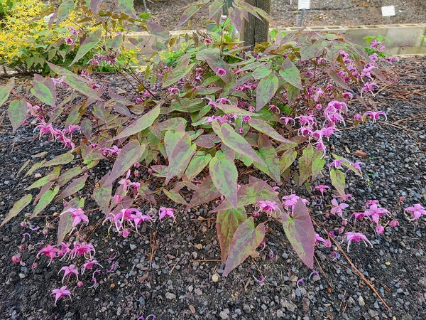 Image of Epimedium 'Crime Scene' taken at Juniper Level Botanic Gdn, NC by JLBG